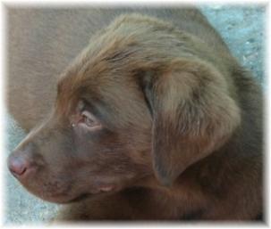 Nyla Lab pup 3