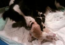 border collie puppies for sale