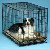 beautiful wilsong border collies