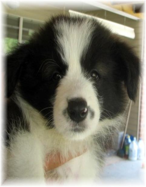 big beautiful border collies