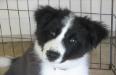 Braeyden The ReignMaker -beautiful border collie