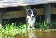 Wilsong Swamp Dog - Braeyden border collie 
