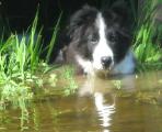 Braeyden a beautiful Wilsong Border Collie