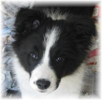 Sweet Isabella