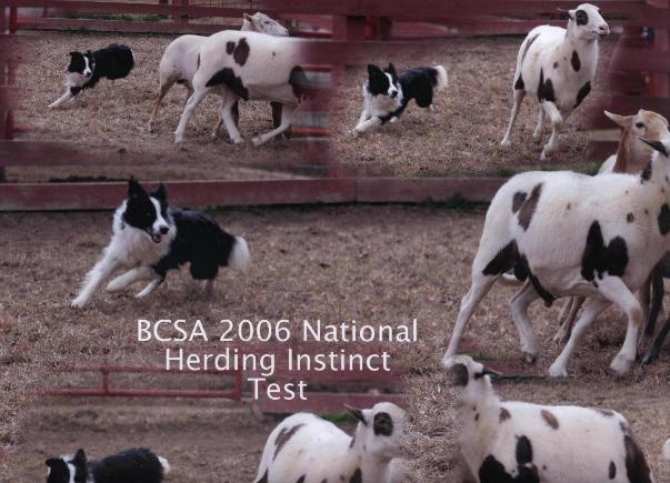 Julee herding