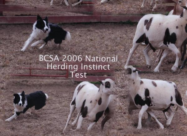 Julee herding