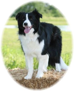 Libby -Wilsong Border Collies file 05