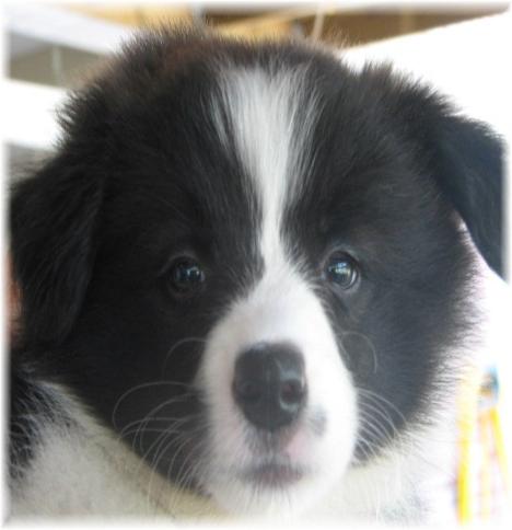 pretty border collie