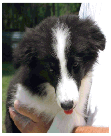 face of Lo Jack of wilsong Border Collies