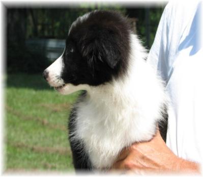 LoJack wilsong border collie