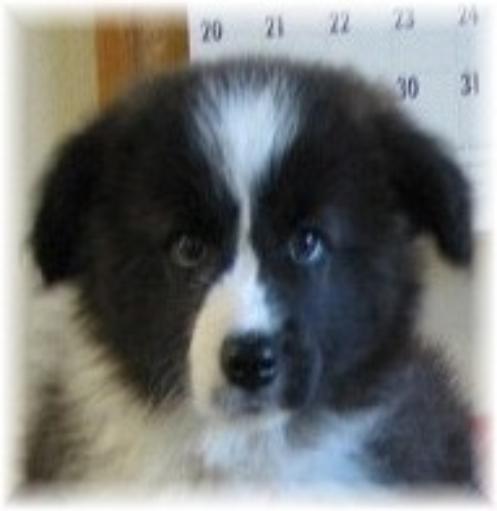 wilsong border collies