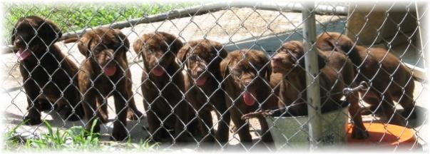 nyla Bucko pups