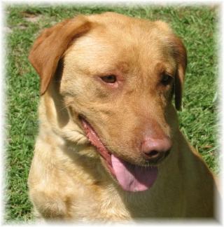 Nyla 2008