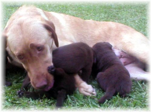 Nyla pups
