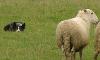 wilsong border collies gif
