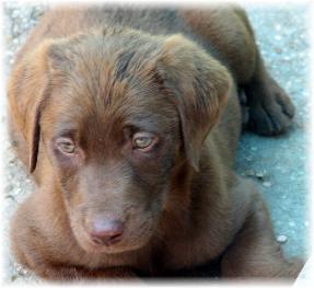 Nyla Lab pup 4
