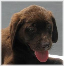 Nyla Lab pup 5