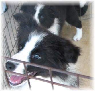 photo wilsong border collie puppies