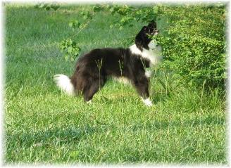 Rowdy enjoying the woods