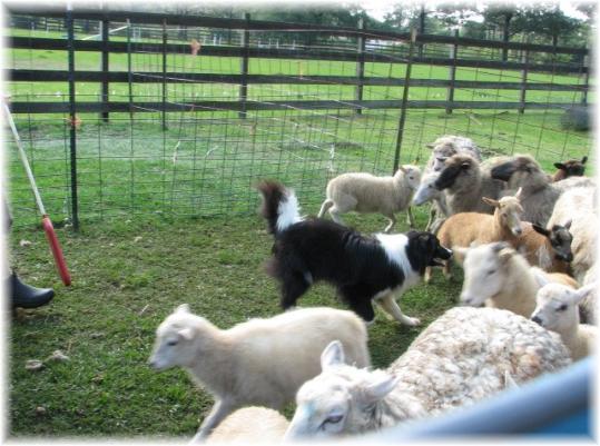 Rowdy at herding class