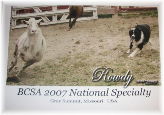 Rowdy herding BCSA