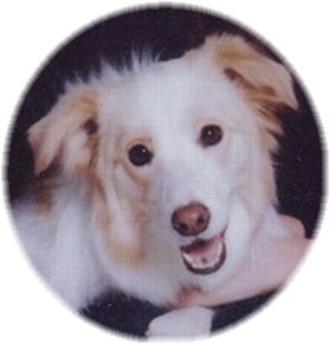 Sadie -Wilsong Border Collies file 06
