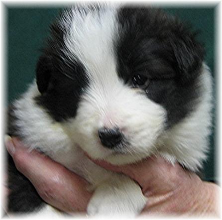 beautiful border collie puppies