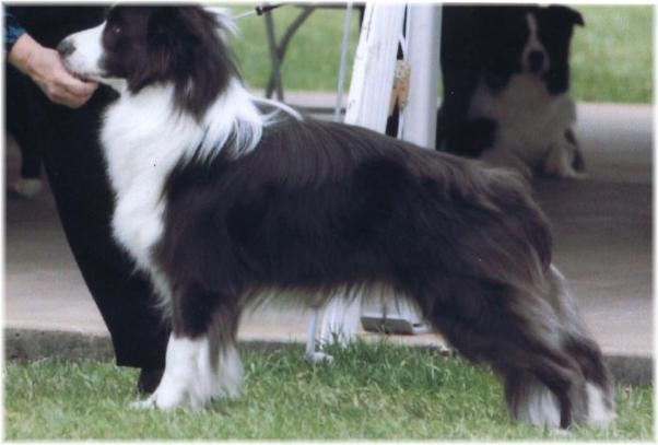 Shanghai BCSA 2006 Best of Breed