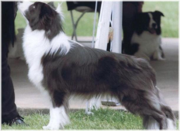Shanghai BCSA 2006 Best of Breed