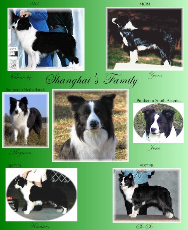 Wilsong Border Collies - Show Quality Border Collies