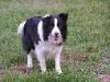 Abby - Wilsong Border Collies file 20