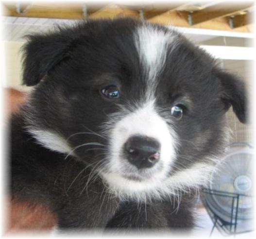 wilsong border collies