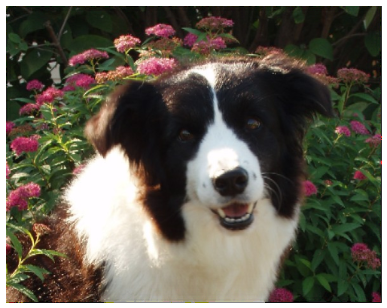 Borderfame Magic Journey - Wilsong Border Collies file 03