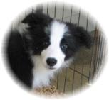 border collie puppirs for sale