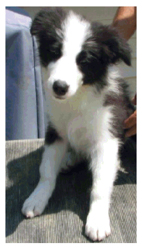 Zig Zag Wilsong Border Collie