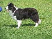 Glory standing at 1 yr old - wilsong border collies