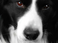 Wilsong support BC Rescue