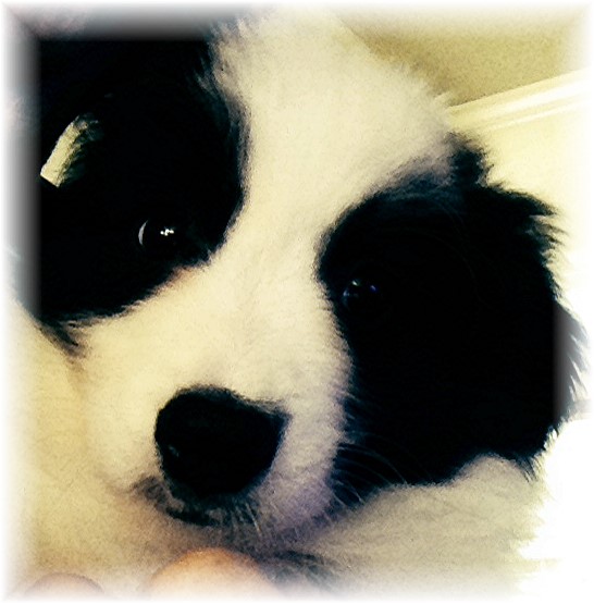 border collie puppies for sale louisiana