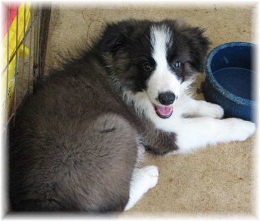 beautiful border collie puppies
