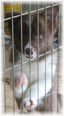 chocolate border collies