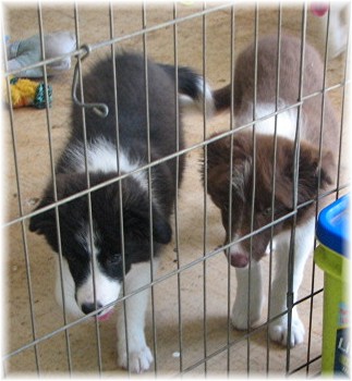 beautiful border collies