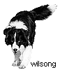 Wilsong Kennels beautiful border collies