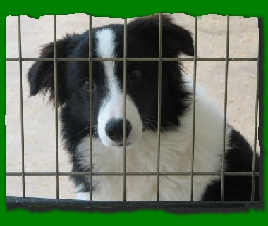 beautiful border collie LoJack 