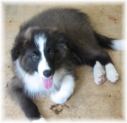wilsong border collie puppies