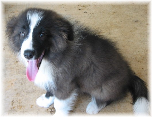 wilsong border collies