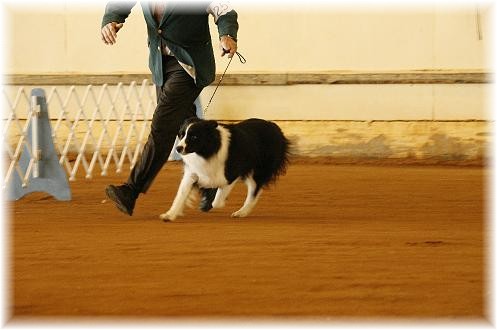 Norlee Reece showing Braeyden of Wilsong Border Collies in Pensacola Florida