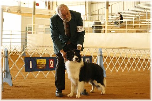 Wilsong Border Collies - Braeyden winning a major