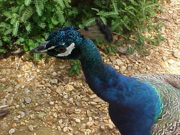 Wilsong's Peacock Re Pete