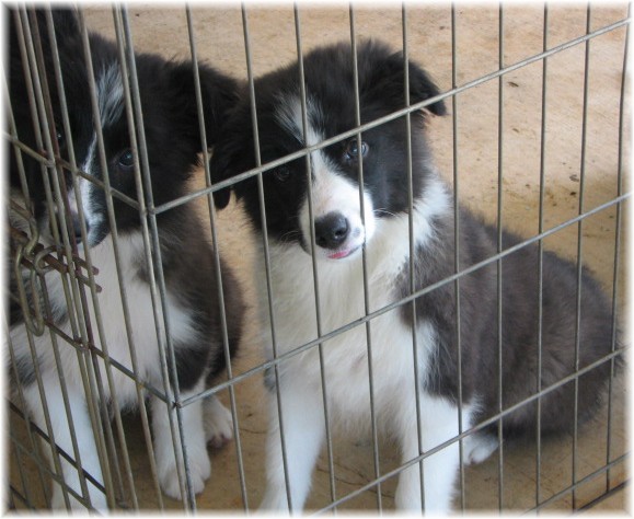 top notch border collie puppies
