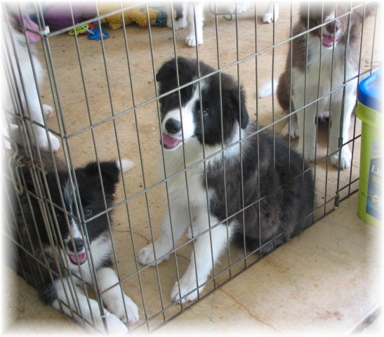 beautiful border collie puppies